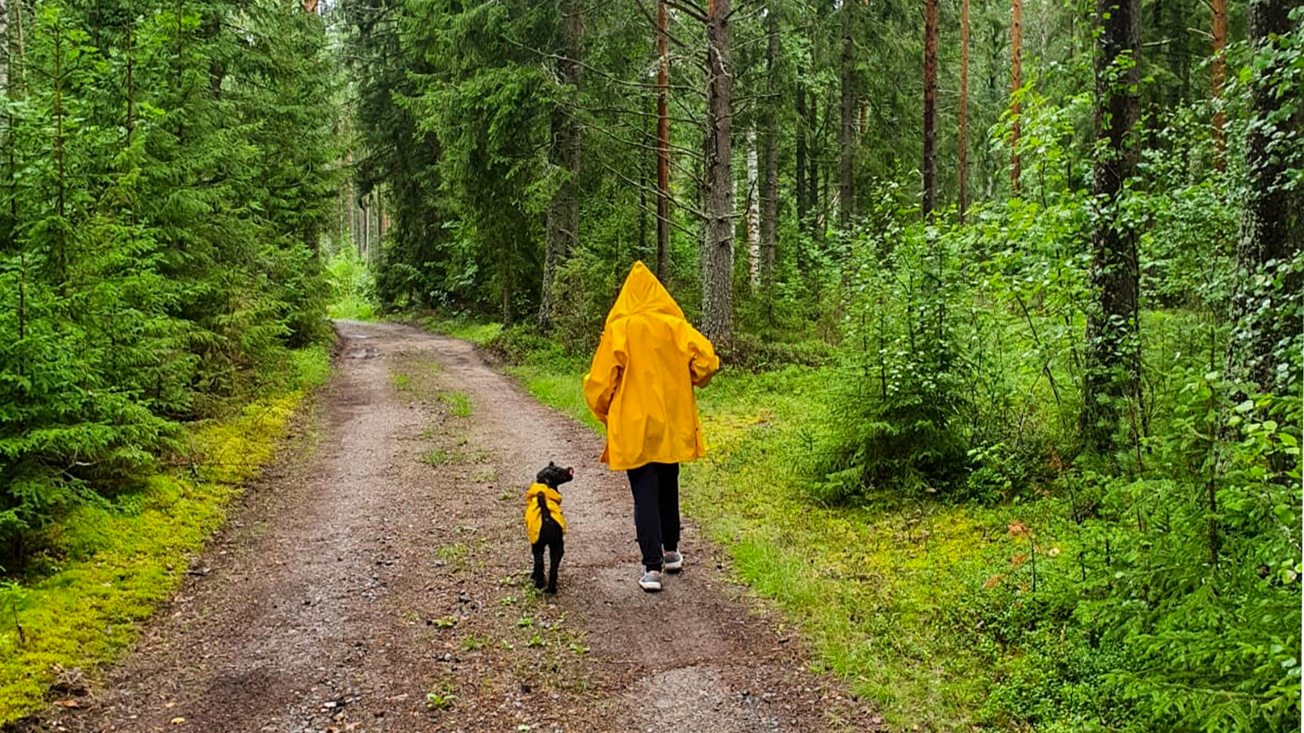 Kuvassa henkilö ja koira kävelyllä metsässä.